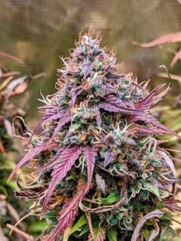 Grizzly Crinkle Auto Feminised Seeds-MEPH-GRCRINK-AUTO-FEM