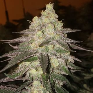 Banana Daddy RBX2 Auto Feminisiert Saatgut-ETHO-BADA-AUTO-FEM