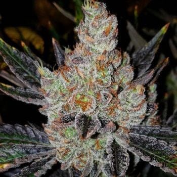 10th Planet R1 Feminised Seeds-ETHO-10PLR1-FEM