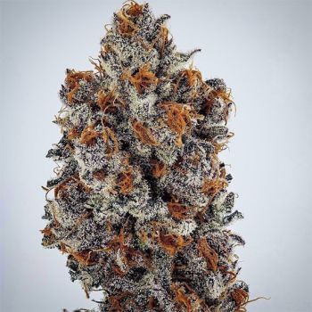 Banana Hammock RBX Feminised Seeds-ETHO-BAHARBX-FEM