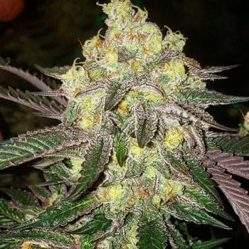 Candy Store RBX Feminized Seeds-ETHO-CASTRBX-FEM