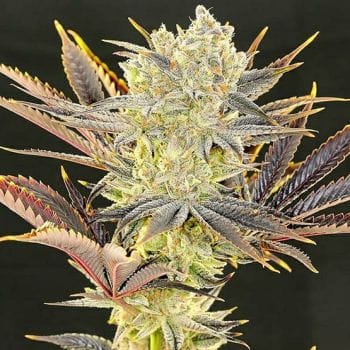 Citradelic Sunset Feminised Seeds-ETHO-CISU-FEM