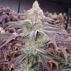 Colin OG RBX Feminised Seeds-ETHO-COOGRBX-FEM