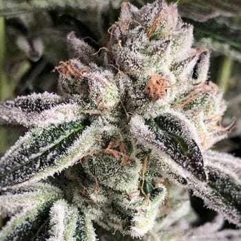 Crescendo RBX1 Feminized Seeds-ETHO-CRESRBX1-FEM