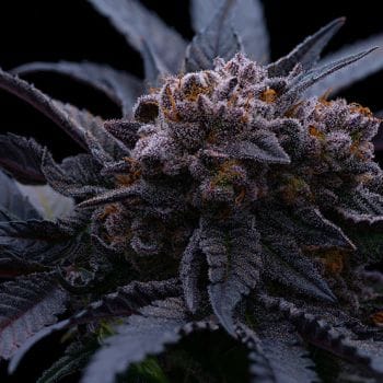 End Game RBX The Punch Line Feminized Seeds-ETHO-EGRBXTPL-FEM