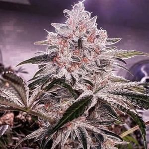 Ethos Apex R1 Feminised Seeds-ETHO-ETAPR1-FEM