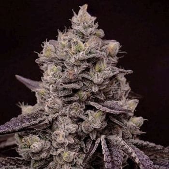 Fanta Sea RBX Feminised Seeds-ETHO-FASERBX-FEM