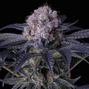 Grape Balls of Fire RBx Feminized Seeds-ETHO-GBOFRBX-FEM