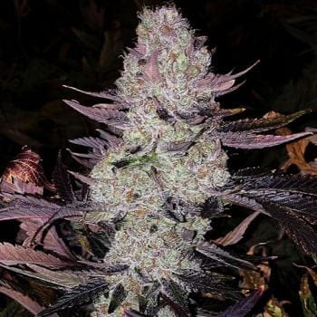 Grape Diamonds R2 Feminized Seeds-ETHO-GRDIR2-FEM