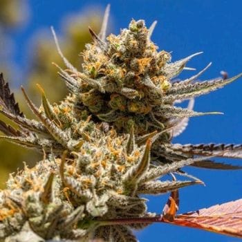 Lemon Berry Candy OG R2 Feminised Seeds-ETHO-LBCOGR2-FEM