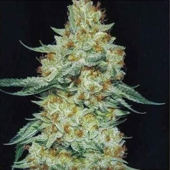 Member Berry RBX1 Feminised Seeds-ETHO-MEBERBX1-FEM