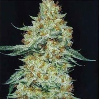 Member Berry RBX1 Feminized Seeds-ETHO-MEBERBX1-FEM