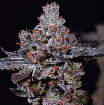 Mookie B R1 Feminised Seeds-ETHO-MOOB-FEM