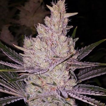 Orange Kush Cake R1 Feminised Seeds-ETHO-OCKR1-FEM