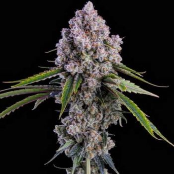 Pepe Silvia R1 Feminised Seeds-ETHO-PESI-FEM