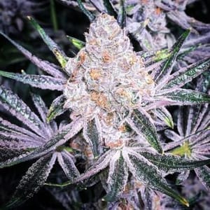 Purple Sunset RBX2 Feminised Seeds-ETHO-PUSURBX2-FEM