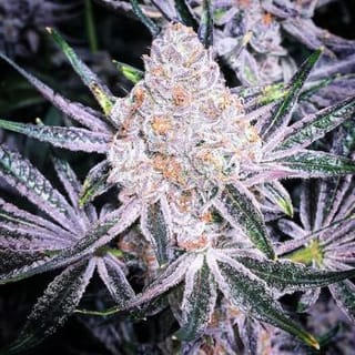 Purple Sunset RBX2 Feminised Seeds-ETHO-PUSURBX2-FEM