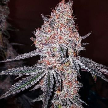 Strawberry Cookies OG R1 Feminised Seeds-ETHO-STCOOGR1-FEM