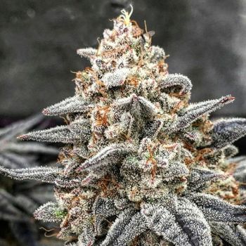White Wedding RBX Feminised Seeds-ETHO-WHWERBX-FEM