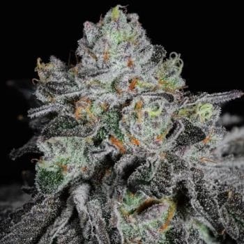 Wrank R2 Feminized Seeds-ETHO-WRANR2-FEM