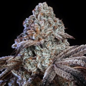 Psy-Op R1 Feminsed Seeds-ETHO-PSOPR1-FEM