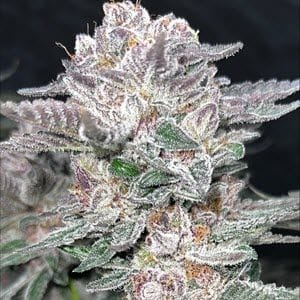 Mind Reaper Bx1 Feminised Seeds-MOSCA-MRBX1-FEM