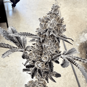 Money Ball Feminised Seeds-EXGE-MOBA-FEM