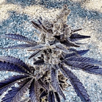 Cosmopolis Feminised Seeds-EXGE-COSM-FEM