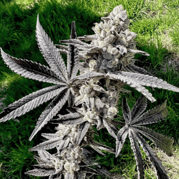 Drippin' Aint Eazy Feminized Seeds-EXGE-DRAE-FEM