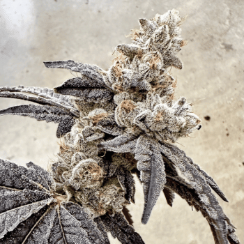 Ben & Gary's Feminised Seeds-EXGE-BEGA-FEM