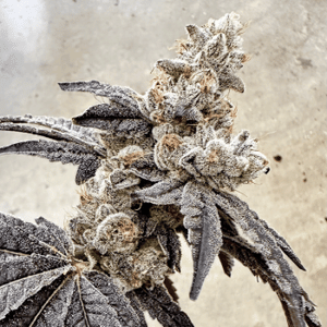 Ben & Gary's Feminised Seeds-EXGE-BEGA-FEM