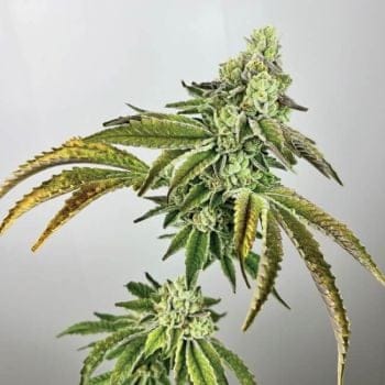 Plasma Gas Feminised Seeds-EXGE-PLGA-FEM