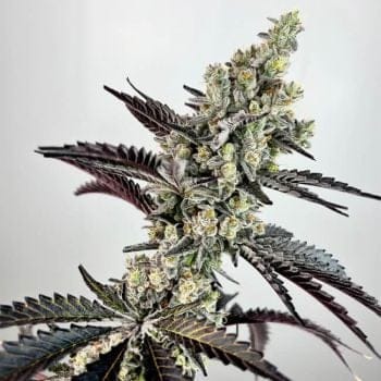 Falcon Heavy Feminised Seeds-EXGE-FAHE-FEM
