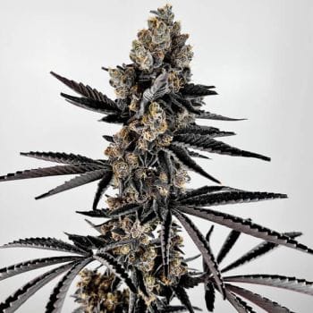 Planet Sherb Feminised Seeds-EXGE-PLSH-FEM