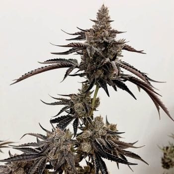 Red Rager Feminised Seeds-EXGE-RERA-FEM