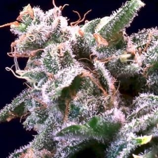 Banana Cream Sundae Feminized Seeds-ATL-BCJ-FEM