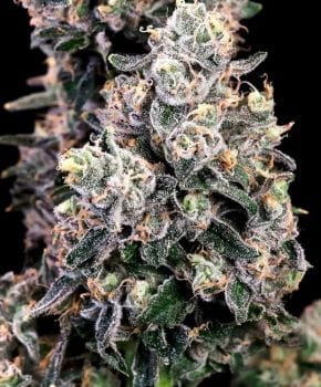Peanut Butter Bomb Fast Feminised Seeds-ATL-PBBOM-FAST-FEM