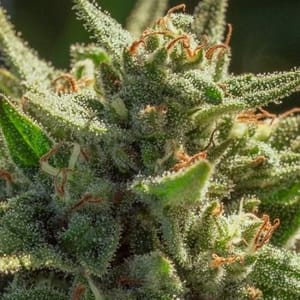 Cheetah Fat Fast Feminised Seeds-ATL-CF-FAST-FEM