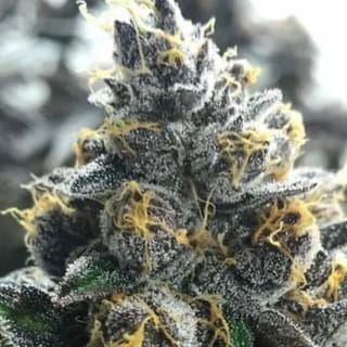 Divorce Cake Feminised Seeds-ATL-DC-FEM