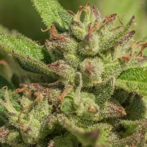 Mendo Breath Feminised Seeds-ATL-MBR-FEM