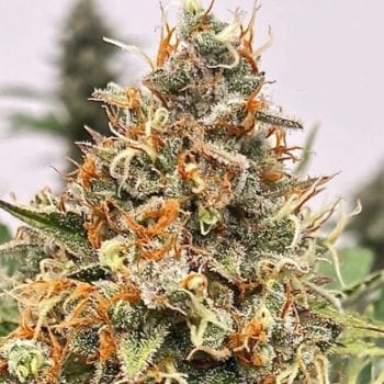 Mendo Butter Feminised Seeds-ATL-MBU-FEM