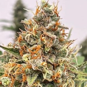 Mendo Butter Feminised Seeds-ATL-MBU-FEM
