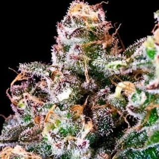Purple Punch Feminised Seeds-ATL-PP-FEM