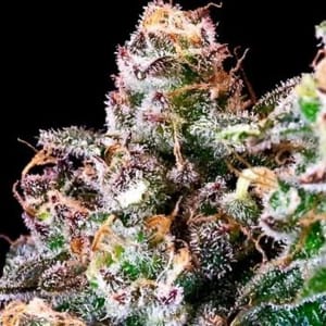 Purple Punch Feminised Seeds-ATL-PP-FEM
