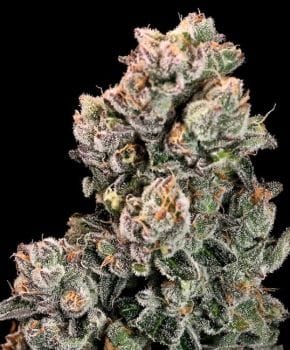 Slurpicane Fast Feminised Seeds-ATL-SLU-FAST-FEM