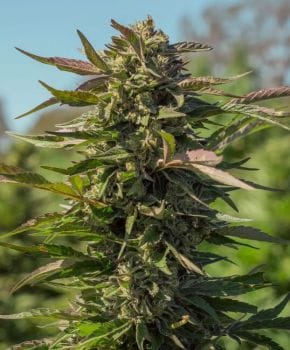 Snow Panda Fast Feminised Seeds-ATL-SP-FAST-FEM