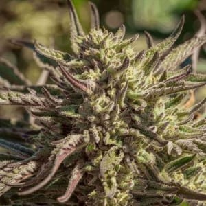 Space Panda Feminised Seeds-ATL-SP-FEM