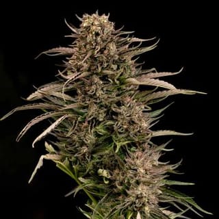 Fatso GMO F1 Auto Feminised Seeds-SMAN-FAGMO-AUTO-FEM