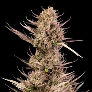 Garlic Muffin F1 Auto Feminised Seeds-SMAN-GAMU-AUTO-FEM