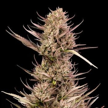 Garlic Muffin F1 Auto Feminized Seeds-SMAN-GAMU-AUTO-FEM